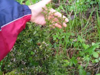 /album/decouvertes-en-balade/fragon-de-printemps040-jpg/